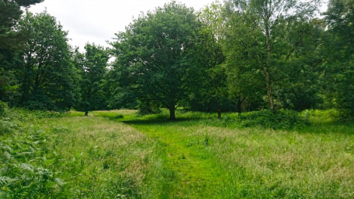 Lings Wood Nature Reserve