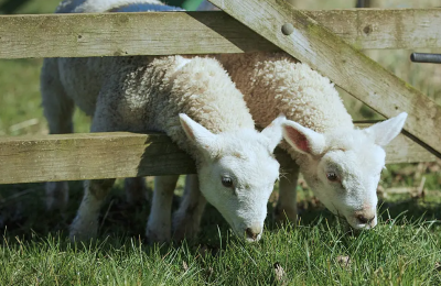 West Lodge Farm Park